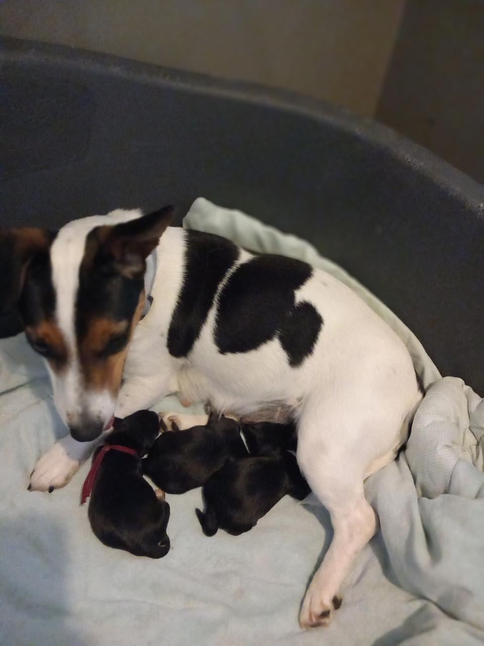 Jack russel x Teckel