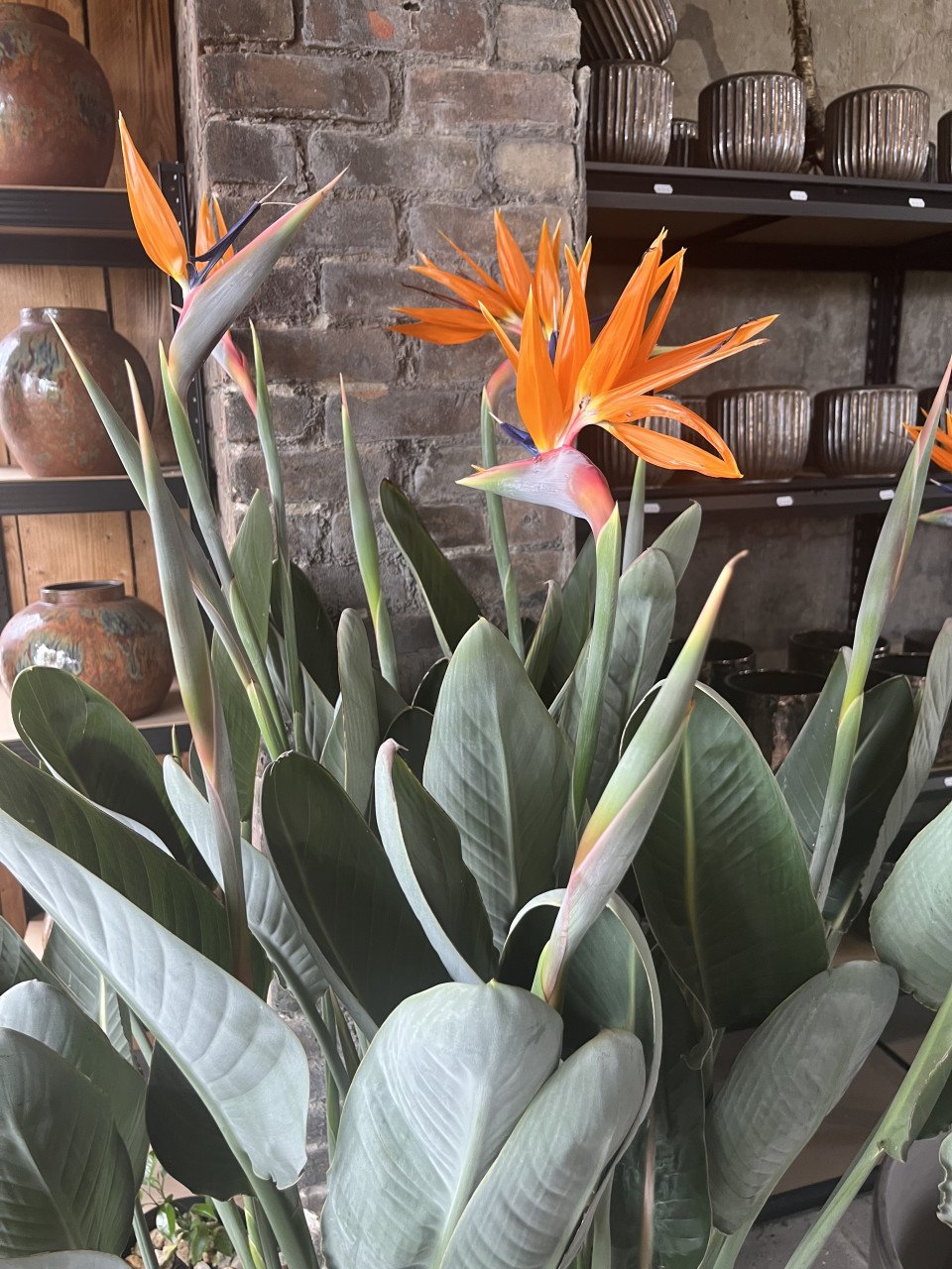 Paradijsvogelplant, Strelitzia reginae BLOEIEND