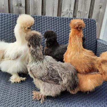 Zijdehoen hennen in diverse kleuren