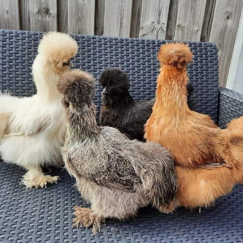 Zijdehoen hennen in diverse kleuren