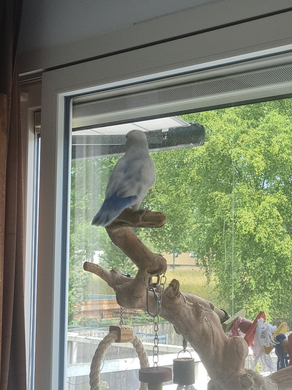 Jonge Agapornis Roseicollis te koop