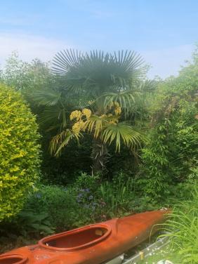 3 palmbomen
