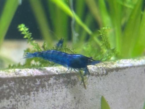 Blue dream garnalen