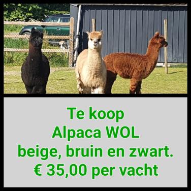 Alpaca wol