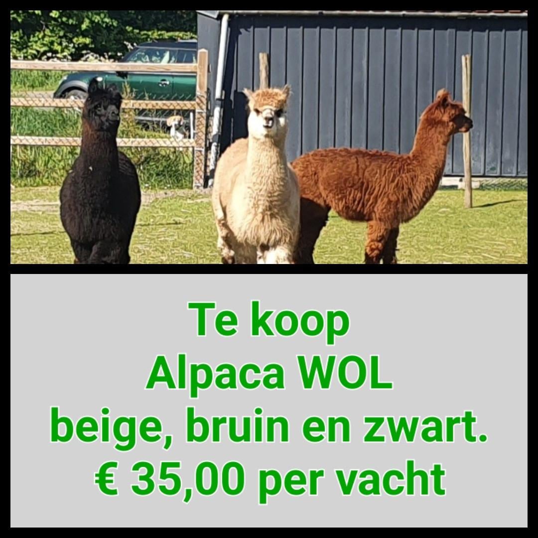 Alpaca wol