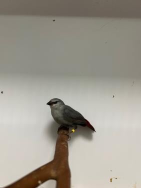 1-0 blauwgrijs roodstaartje