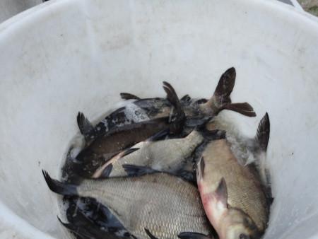 Koop je visvergunning voor het jaar 2026 bij Jos en Jolanda en Saskia 17,50