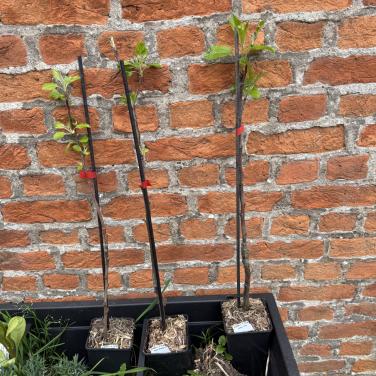 3 Jonge appelbomen Gala, Braeburn en Golden Delicious.
