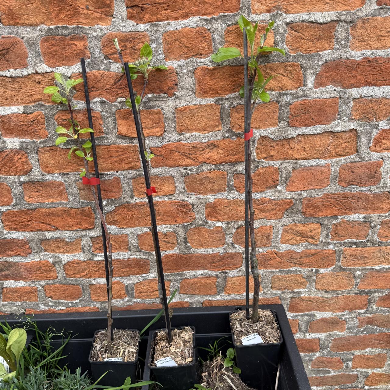 3 Jonge appelbomen Gala, Braeburn en Golden Delicious.