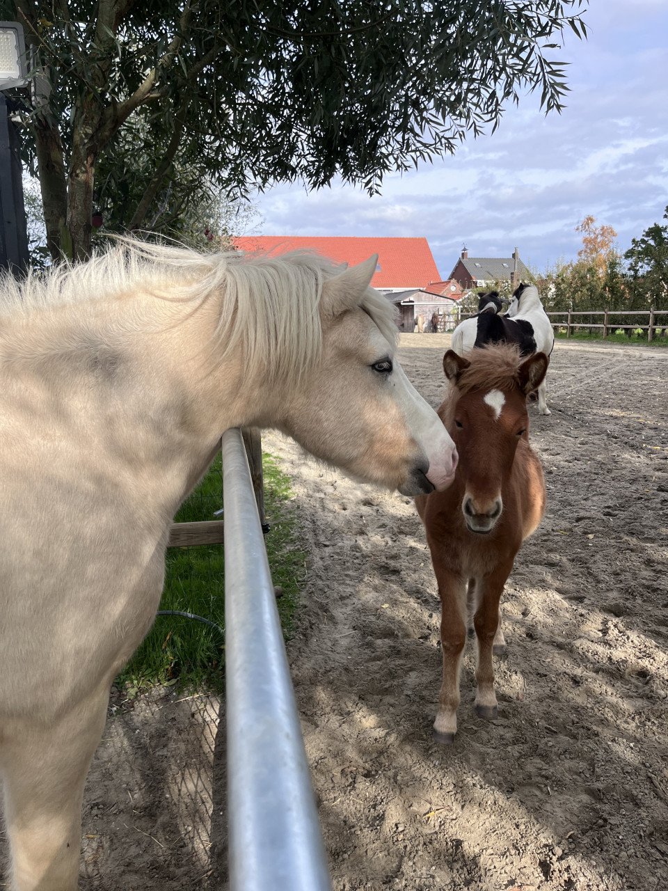 Ter dekking: palomino IJslandse hengst (draagt zilverappel)