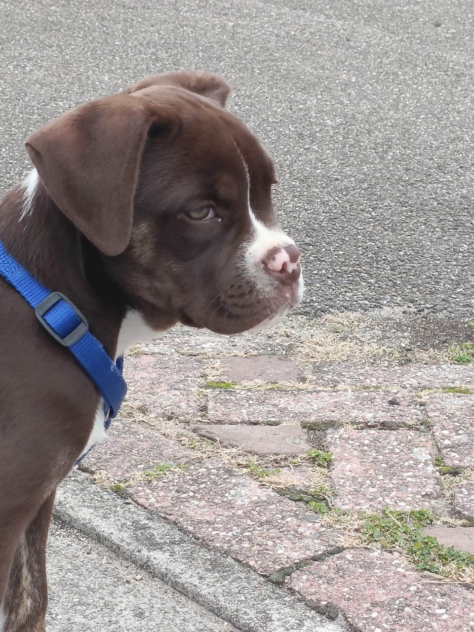 Old English Bulldog pup teefje
