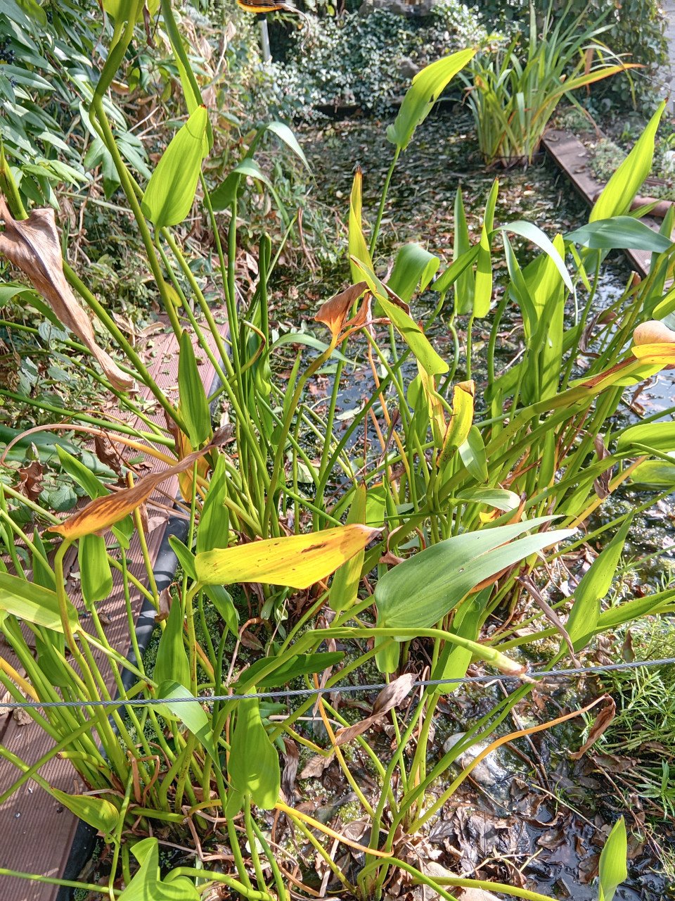 Vijverplanten (Hoornblad e.d.)