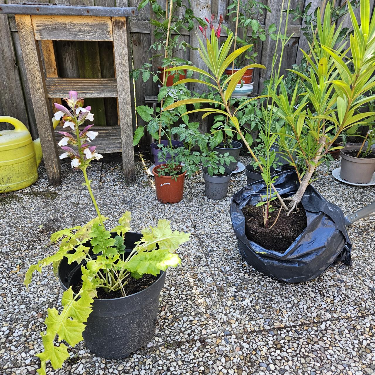 ? vaste plant