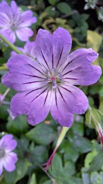 Geranium