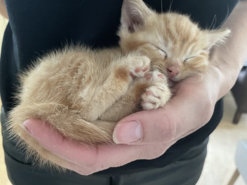 Rood Kitten vrouwtje