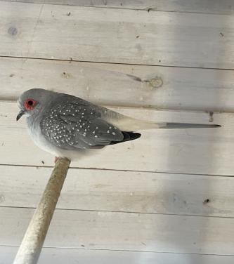 Te koop gevraagd; Diamantduif
