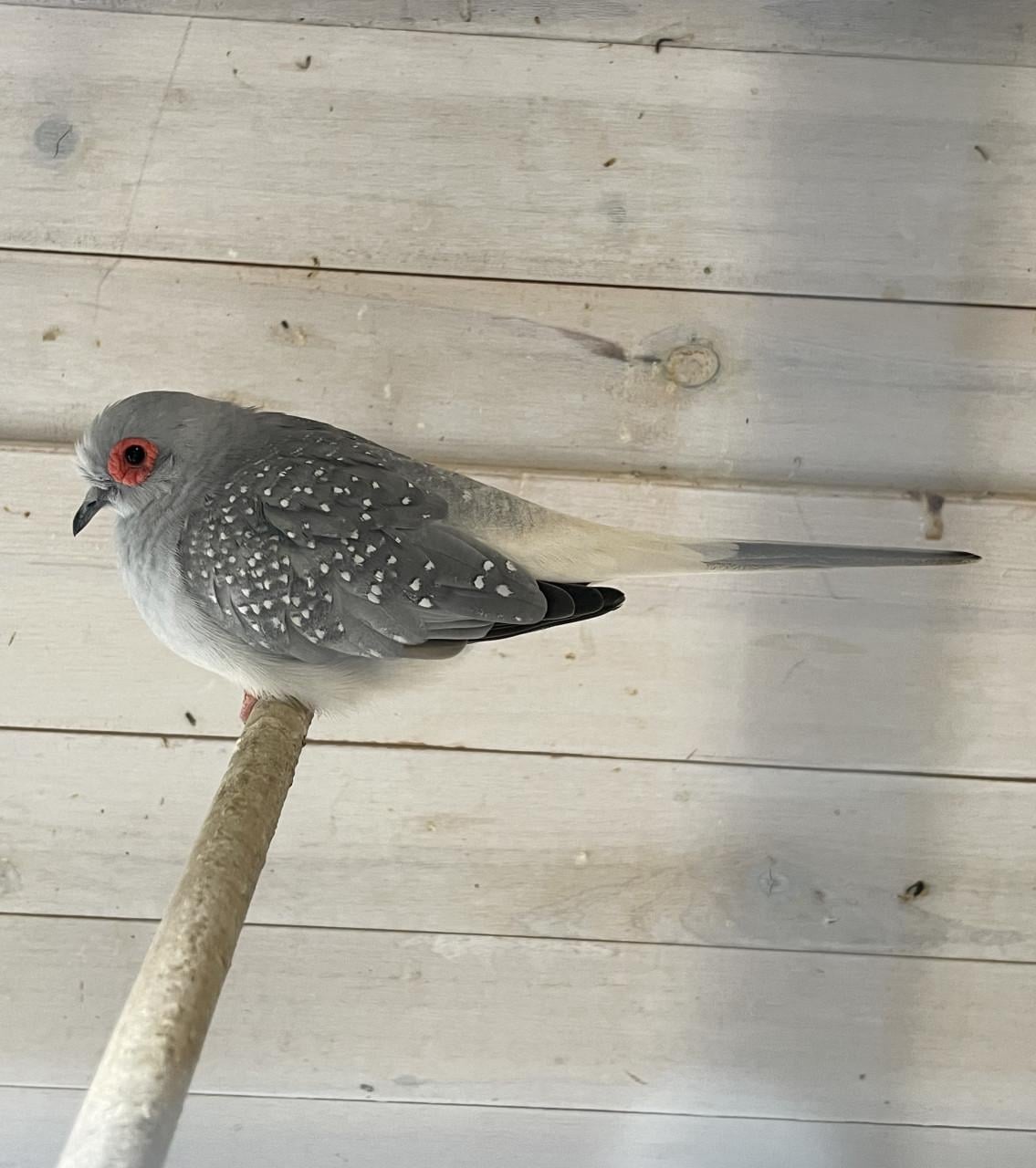 Te koop gevraagd; Diamantduif