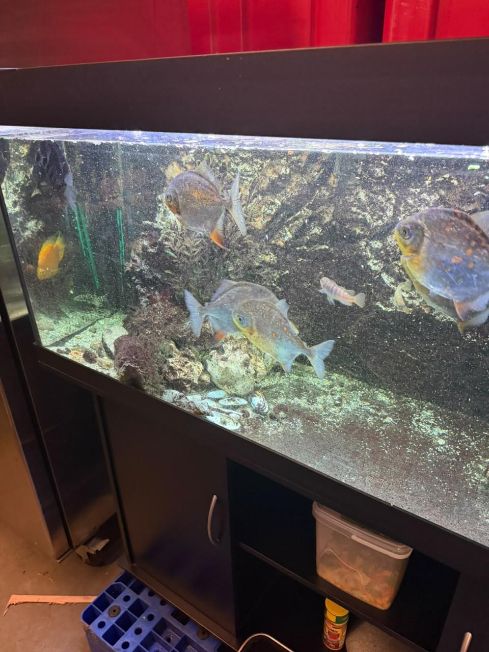 Mooie groep piranha's