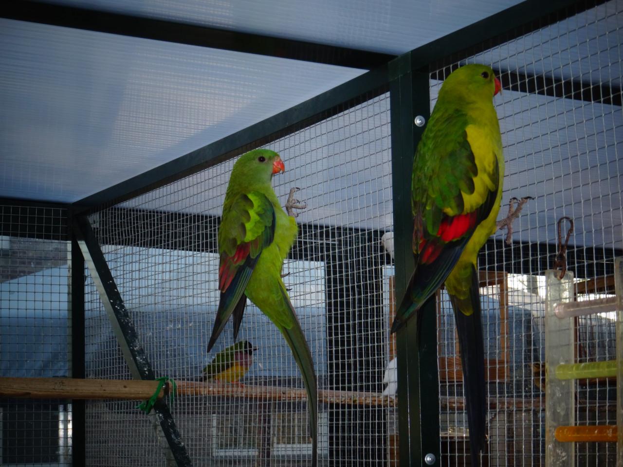 Te koop koppel Bergparkieten Broedrijp geringd drie jaar oud !!