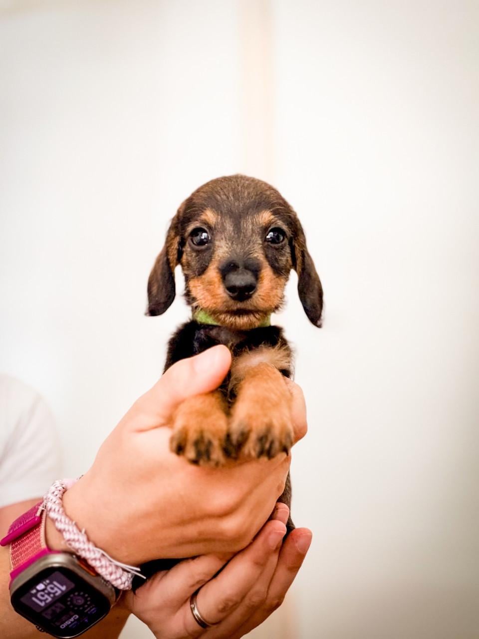 Laatste kaninchen Teckel pups