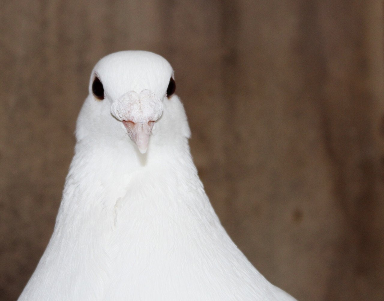 Witte postduiven te koop
