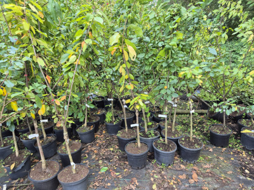 Laagstam fruitbomen, diverse soorten