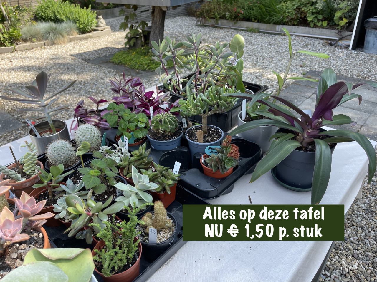Kamerplanten en vetplanten te koop