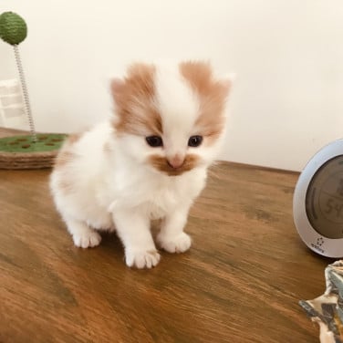 Kittens