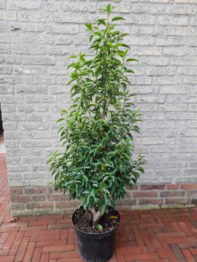 Portugese laurier 100-125 cm