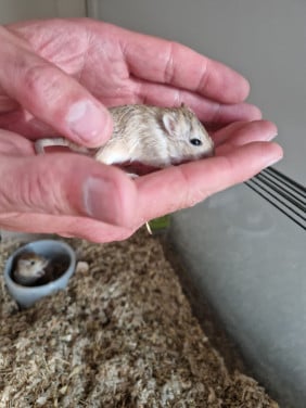 Gerbils