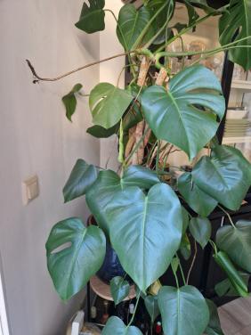 Monstera gatenplant