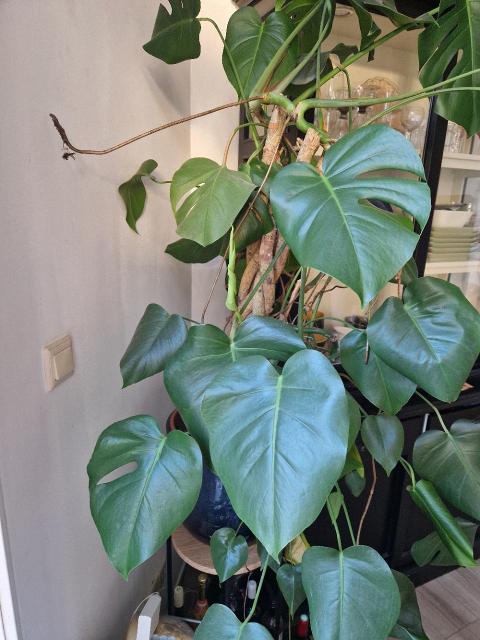 Monstera gatenplant