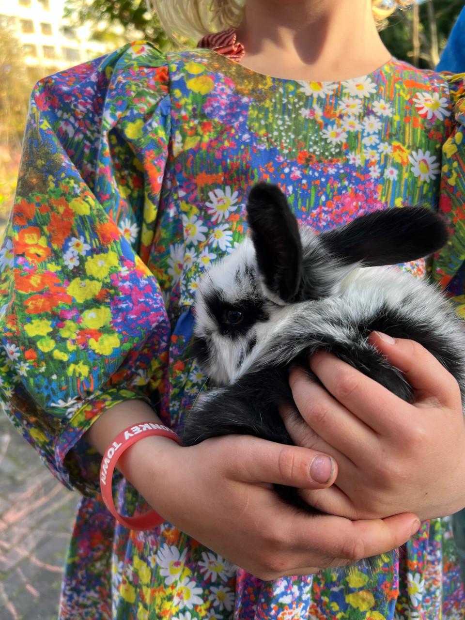 Jonge franse hangoren