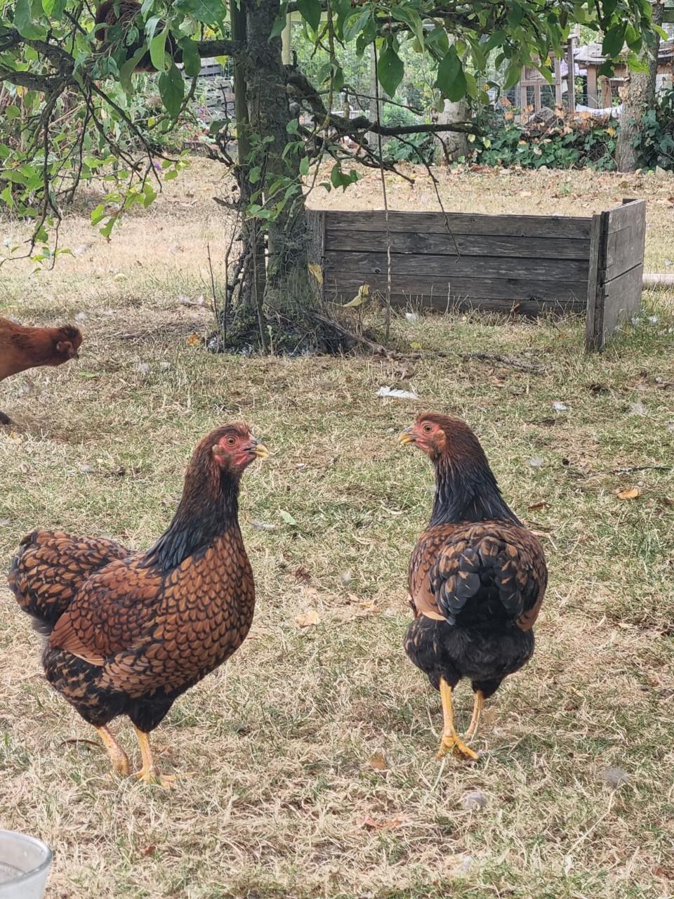 Mooie Wyandotte haan evt. met 2 wyandotte krielkippen (2026)