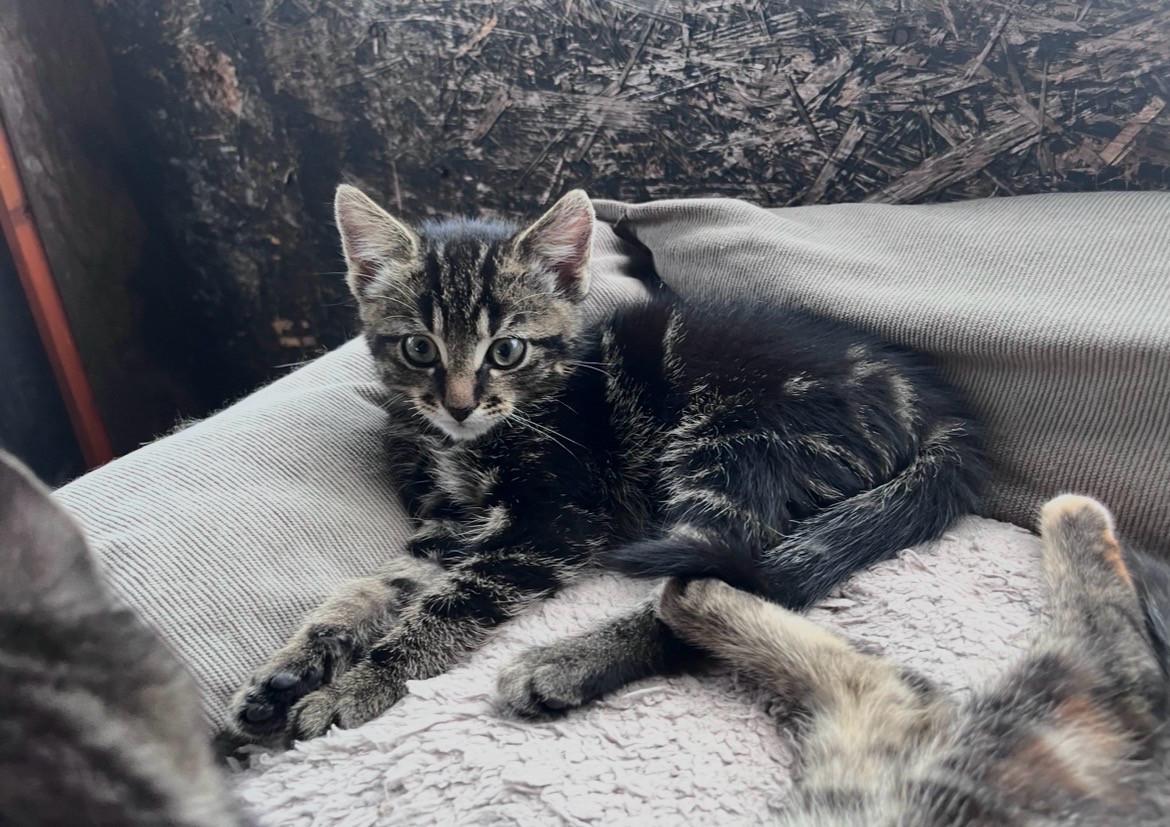 Lieve kittens te koop GECHIPT EN GEËNT