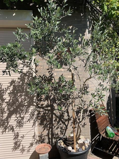 Mooie grote decoratieve olijfboom