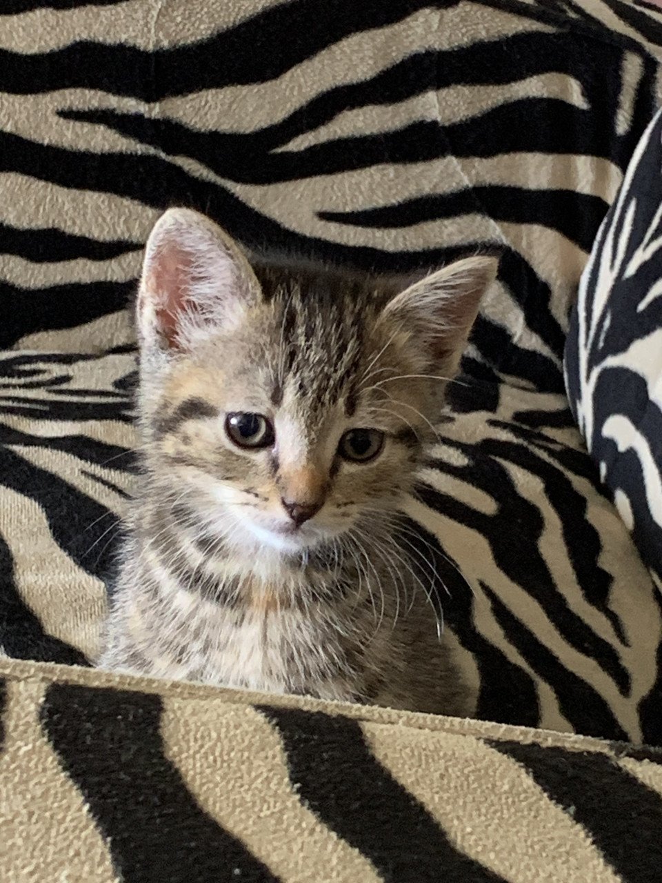 2 zwarte en 1 tijger kitten