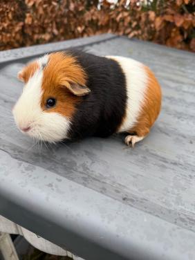 2 mannetjes cavia’s