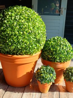 4x buxus bol kunst
