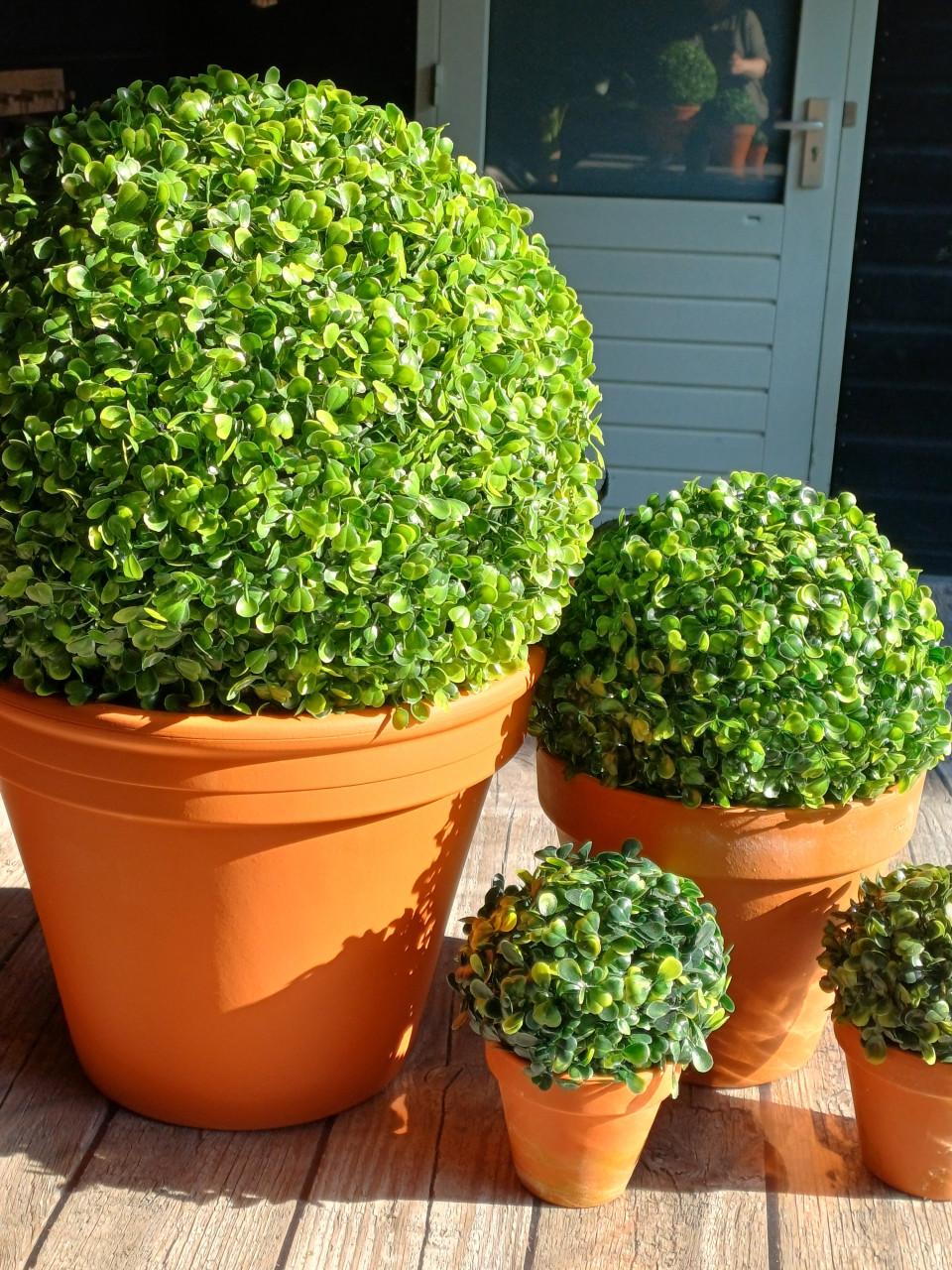 4x buxus bol kunst