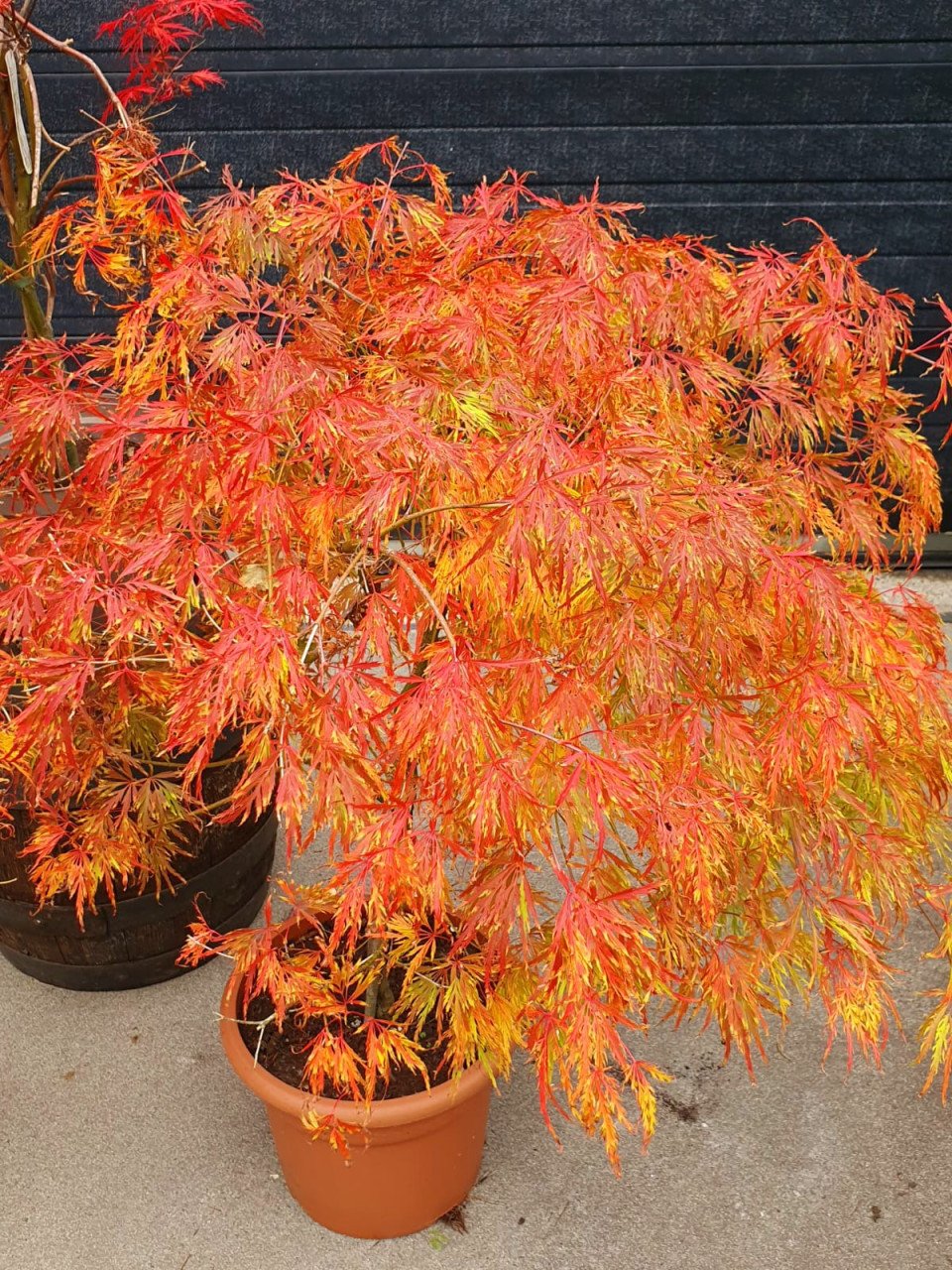 Diverse Acers