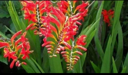 Crocosmia bollen