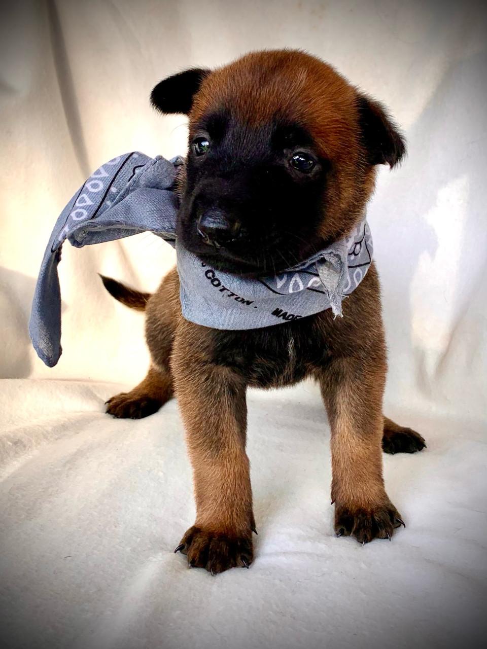 Mechelse herder pup teefjes