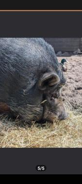 Lief varken zoek nieuw huisje
