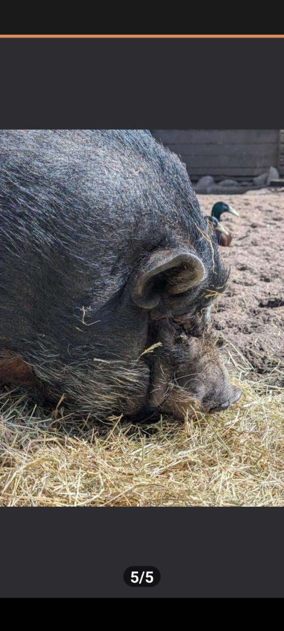 Lief varken zoek nieuw huisje