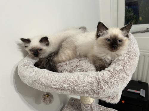 Ragdoll kittens