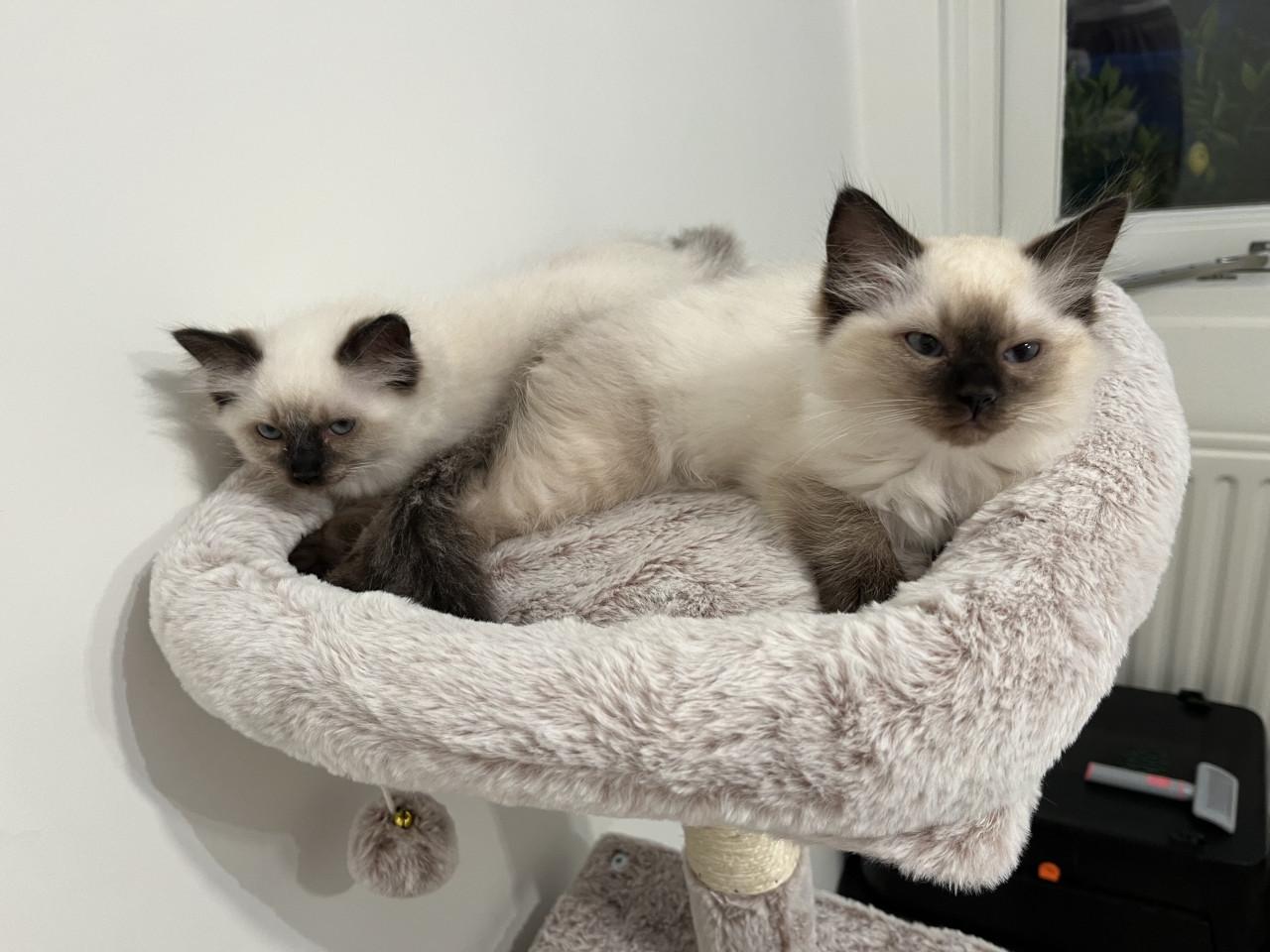 Ragdoll kittens