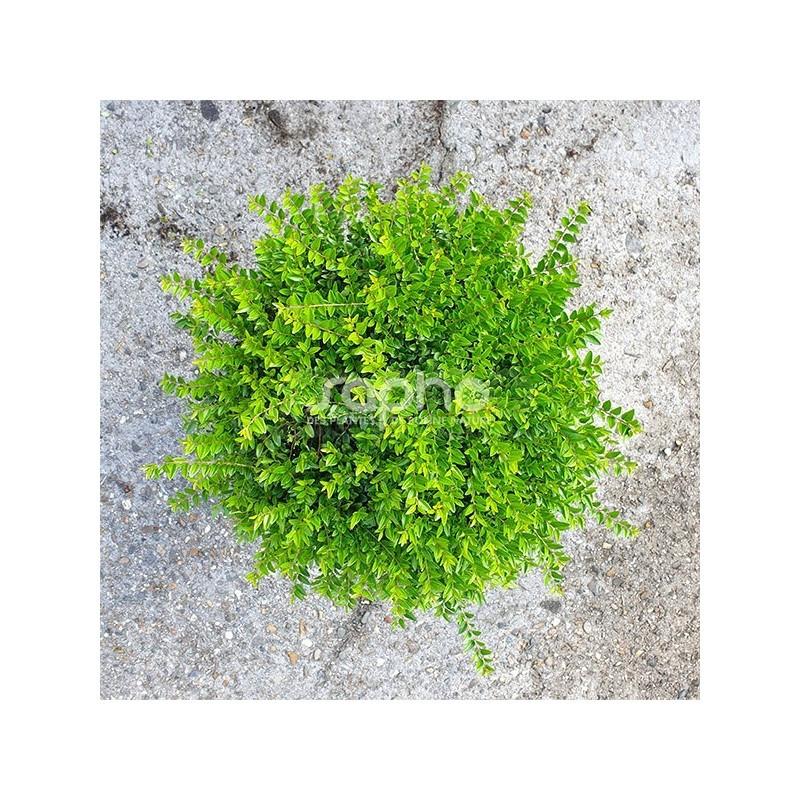 Buxusvervanger Lonicera Nitida Maigrun,struikkamperfoelie, bolvorm, 20/30