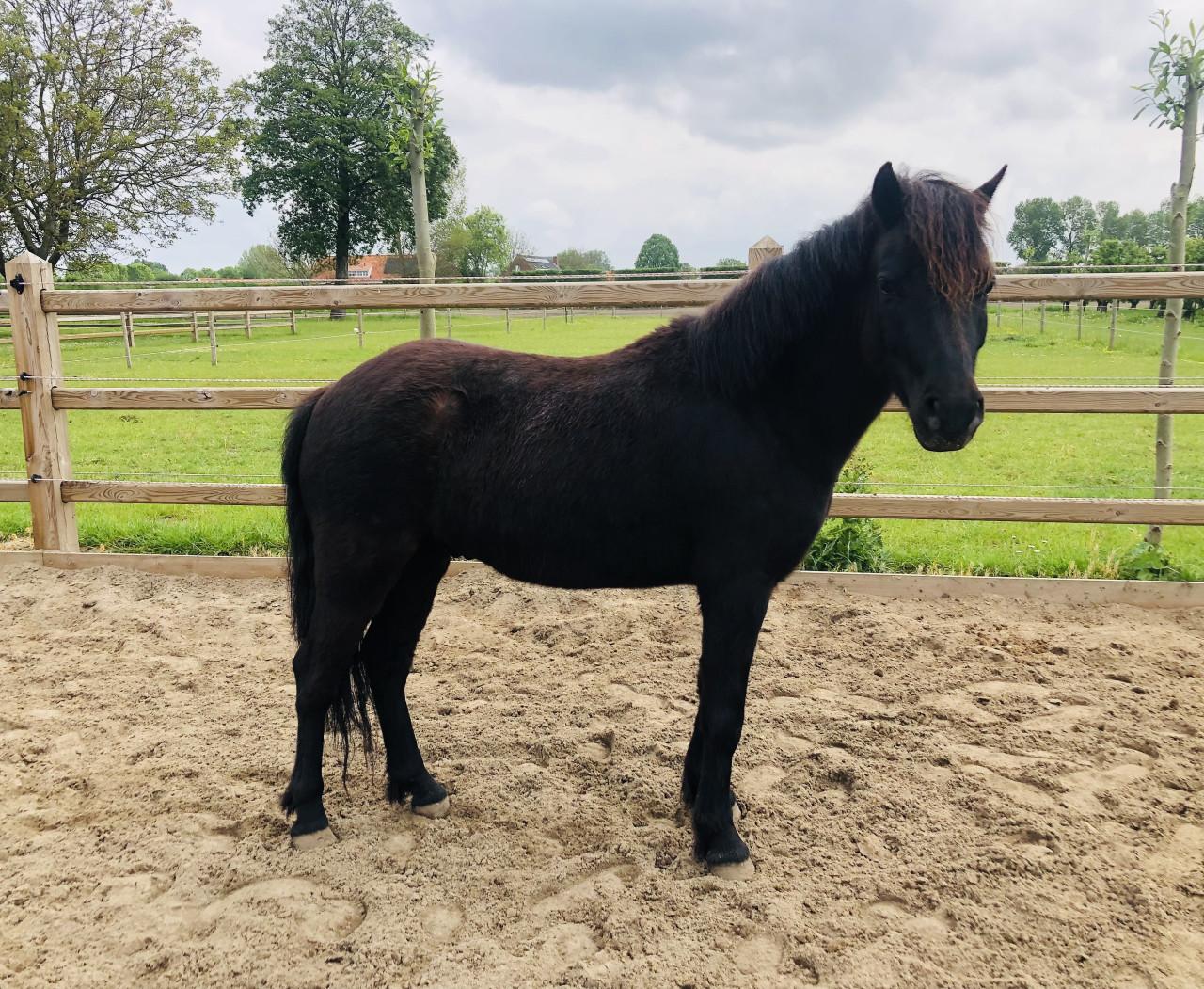 Lieve 5 jarige pony ruin