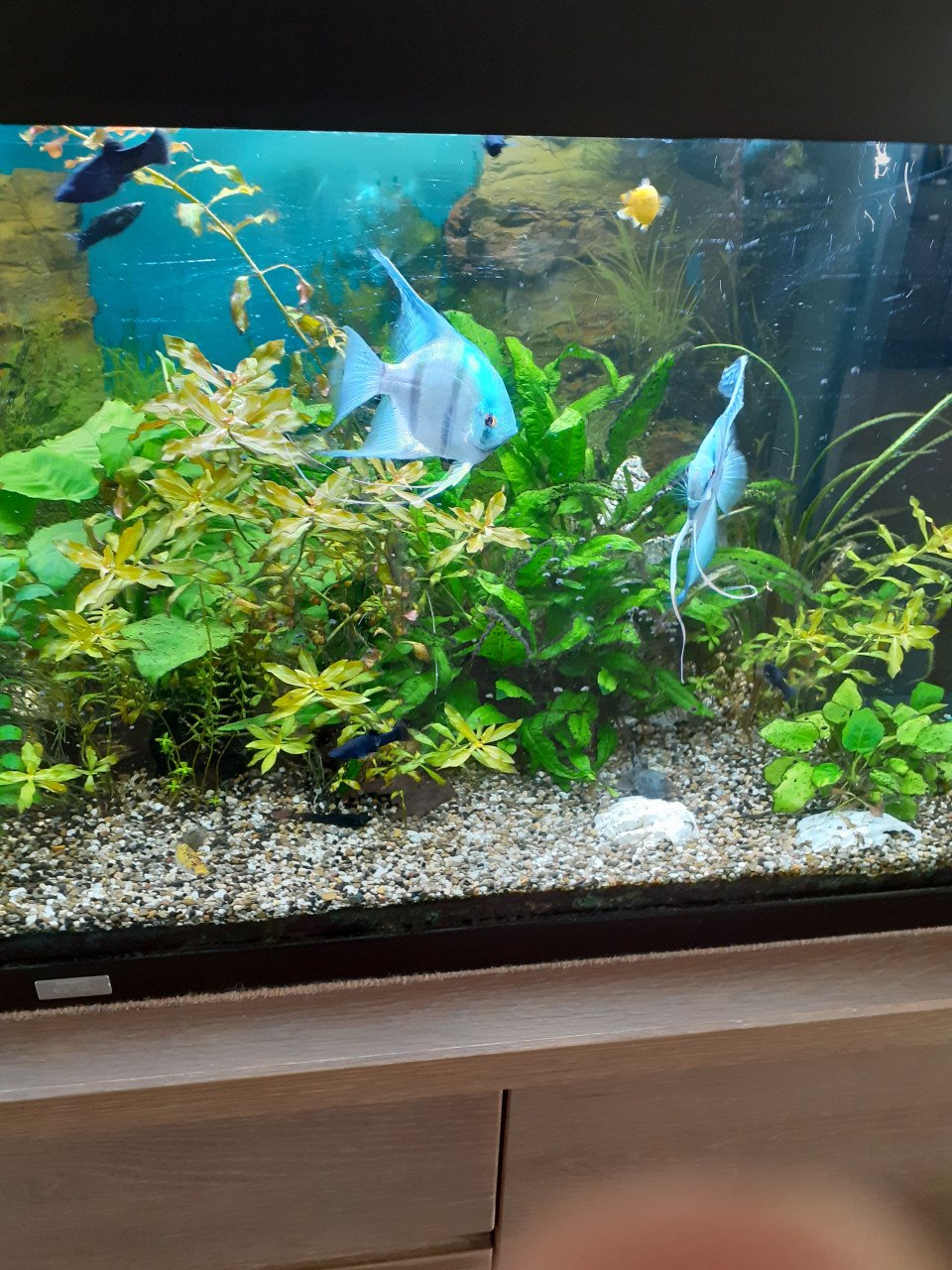 2 grote blauwe maanvissen.